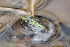 Cat 7.2 - Youth - 2nd Place - Natalia Arpino "First Sighting of Cricket Frog"