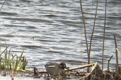 Cat 7.1 - Youth - 3rd Place - Luca Sheldon "My First Eurasian Green-winged Teal"