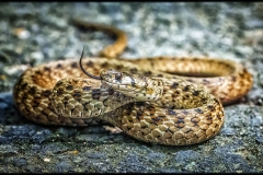 1_Any-Other-Wildlife_Weiner_Steven_Brown-Snake