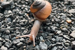 Any-Other-Wildlife_heiss_matt_at-a-snails-pace-