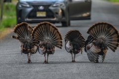 Birds-other-than-Raptors_Dobre_Chris_Traffic-Jam