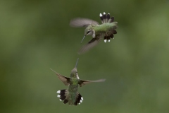 Birds-other-than-Raptors_Hantis_Chuck_Hummingbirds