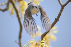 Birds-other-than-Raptors_Lin_Robert_Blue-gray-Gnatcatcher