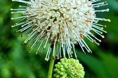 Plants-Fungi_DiMaio_Judi_Button-bush