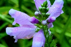 Plants-Fungi_DiMaio_Judi_Pretty-in-Purple