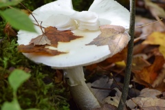 Plants-Fungi_Neufeld-_Susan_Autumn-Mushroom-1