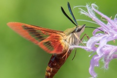 Pollinators-other-insects_Brush_Lynda-_Hummingbird-Moth-at-Work