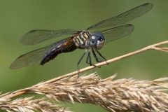 Pollinators-other-insects_Duffy_Carol_Dragonfly-with-eggs