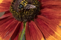 Pollinators-other-insects_Duffy_Mike_Flower-Fly