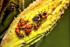 Pollinators-other-insects_Weiner_Steven_Female-Milkweed-Bug-and-Aphids