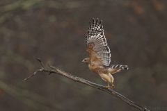 Raptors_Hantis_Chuck_Red-shoulder-Hawk