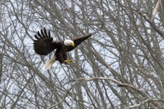 Raptors_Tung_Mitchell_Landing