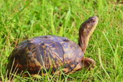 youth-any-subject-age-16-or-younger_Cheng-Klausen_Zachary_Eastern-Box-Turtle