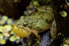 Any-Other-Wildlife_Lin_Robert_Looking-for-Love-Cricket-Frog