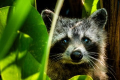 Any-Other-Wildlife_Llanes_Lyndon_Racoon-Peeking