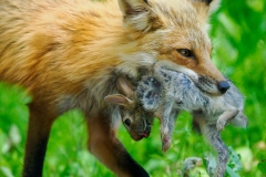 Any-Other-Wildlife_Neiss_Charlie_Lunch