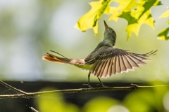 Birds-other-than-Raptors_Neiss_Charlie_Great-Crested-Flycatcher