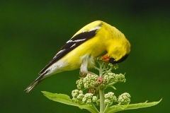 Birds-other-than-Raptors_Siener_William_Goldfinch-breakfasting