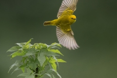 Birds-other-than-Raptors_Stuart_Kent_Yellow-Warbler