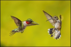 Birds-other-than-Raptors_Weiner_Steven_Male-and-Female-Ruby-throated-Hummingbirds-in-Flight