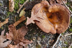 Plants-Fungi_DiMaio_Judi_Wet-Mushroom-and-Leaves