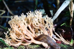 Plants-Fungi_Neufeld_Susan_Sluggish-Retreat