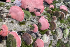 Plants-Fungi_Scott_Virginia_Pretty-In-Pink