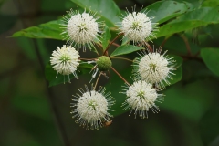 Plants-Fungi_Shulman_Edward_Bottlebrush-Plant