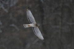 Raptors_Hantis_Chuck-_Norther-Harrier-Winter-day