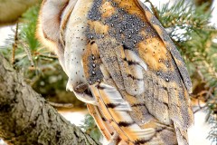 Raptors_Lin_Robert-_I-dont-give-a-Hoot-Barn-Owl