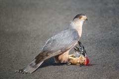 Raptors_Weiner_Steven_Adult-Coopers-Hawk-with-Prey-Red-bellied-Woodpecker