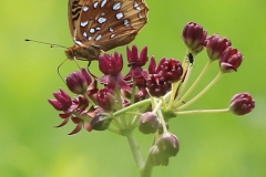 pollinators-insects-and-spiders_Chiang_TC_Great-Spangled-Frittilary