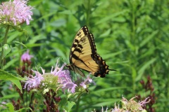 pollinators-insects-and-spiders_Kelsey-_Karen_Eastern-Tiger-Swallowtail-