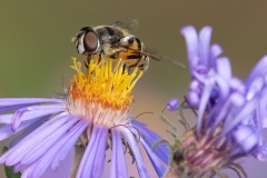 pollinators-insects-and-spiders_Neiss_Charlie_Hoverfly-on-Purple-Aster