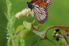 pollinators-insects-and-spiders_Neufeld_Susan_Peaceful-perch