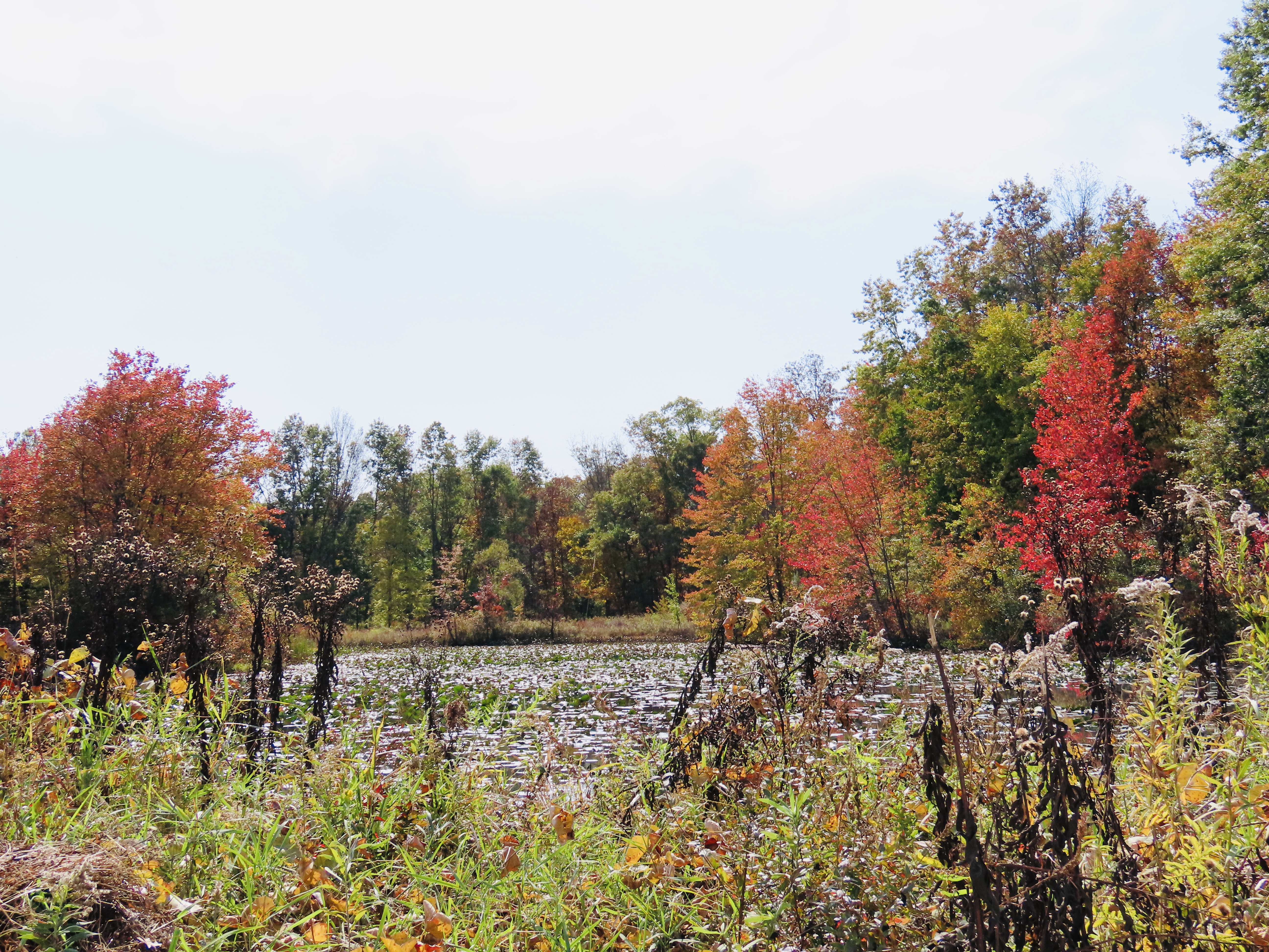 Landscapes_Neufeld_Susan_Splashes-of-Fall-Colors