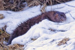 Any-Other-Wildlife_Lin_Robert_American-Mink-Sliding-on-Snow