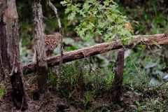 Any-Other-Wildlife_Llanes_Lyndon_Eyes-in-the-Understory