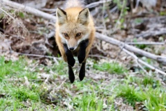 Any-Other-Wildlife_Neumann_Steve_Dialed-in