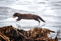 Any-Other-Wildlife_Weiner_Steven_Male-American-Mink-In-Winter-With-A-Carp