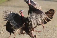 Birds-other-than-Raptors_Chew_Steve_Wild-Turkey-Fight