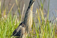 Birds-other-than-Raptors_Lin_Robert_American-Bittern-Hiding-Not