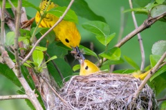 Birds-other-than-Raptors_Llanes_Lyndon_Feeding-the-Future