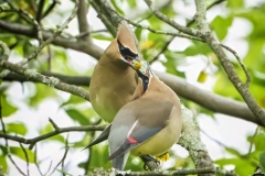 Birds-other-than-Raptors_Weiner_Steven_Pair-Of-Cedar-Waxwings