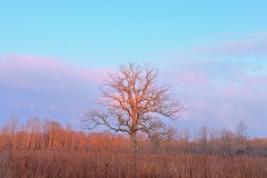 Landscapes_Coffin_Vicki_Magic-at-the-Great-Swamp