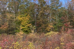 Landscapes_Heinen_Lorraine_The-Swamp-in-October-2024