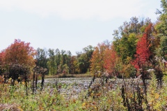 Landscapes_Neufeld_Susan_Splashes-of-Fall-Colors