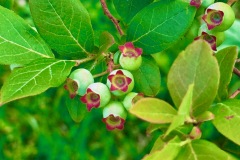 Plants-Fungi_Coffin_Vicki_Blueberry-babies.-