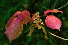 P1340482-Just seing it makes me itch