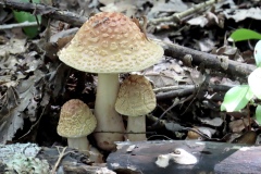 Plants-Fungi_Neufeld_Susan_Mushroom-Trio